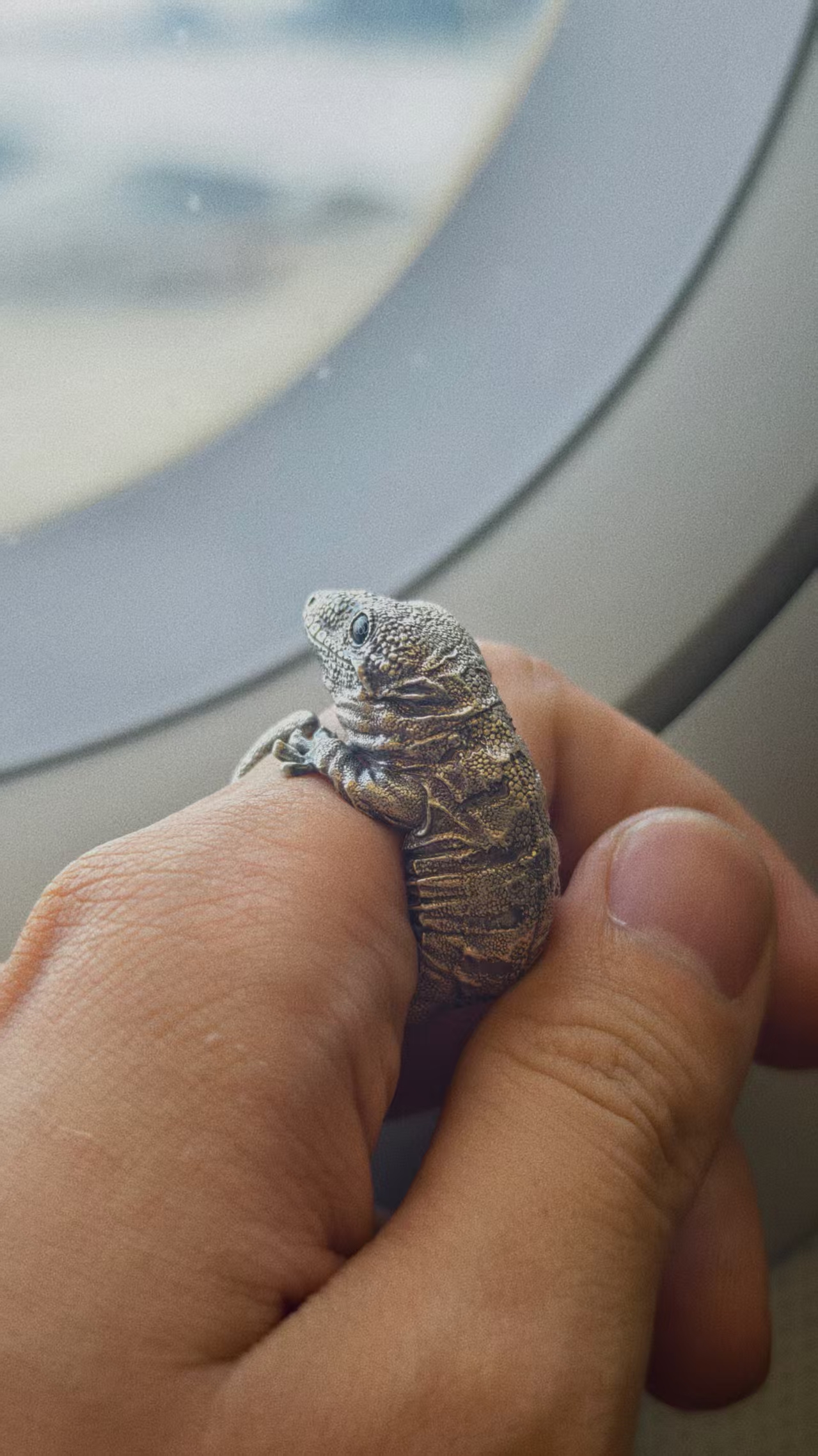 巨人守宫戒指旅途佩戴记录